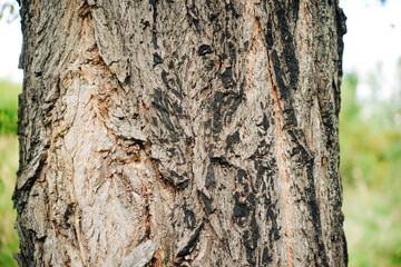 Bark of wood texture, grunge background	