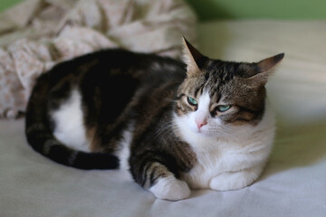 Fototapeta premium Cute tabby cat sleeping on a bed. Selective focus.
