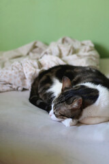 Cute tabby cat sleeping on a bed. Selective focus.