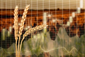Diagram of rising food prices. Increase in the price of wheat seeds. Exchange quotes on nature...