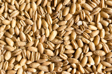 close up of wheat seeds	