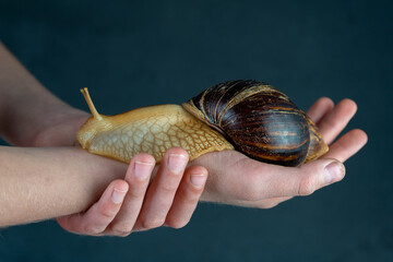 Big brown snail Achatina on hand. The African snail, which is grown at home as a pet, and also used in cometology. Animal side view on an isolated black background. Copy spase © Real_life
