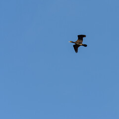 Obraz premium .Cormoran (Phalacrocorax) seabird, flying over salt lake in Albufera mallorca, balearic islands, spain