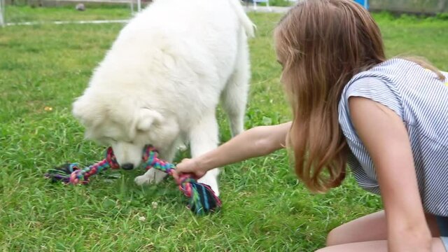A teenage girl plays with a white fluffy husky dog Samoyed in summer on the green grass. The dog bites and drags the toy rope.  Close-up. Friendship of children and animals, pets, training concept