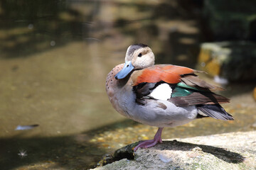 Rotschulterente / Ringed teal / Callonetta leucophrys..