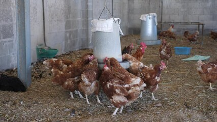 Laying hens drink water from an automatic drinker in a chicken coop
