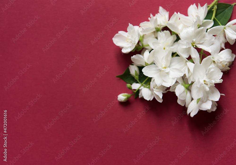 Poster Beautiful white jasmine flowers on a red background. Flat lay with copy space for the wedding, birthday, party or other celebration.	