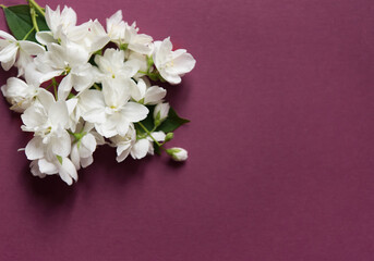 Beautiful white jasmine flowers on a red background. Flat lay with copy space for the wedding, birthday, party or other celebration.	