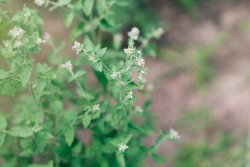 Inflorescence of small white flowers Melissa officinalis in the garden on a green background	