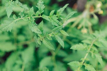 tomato seedling leaves, young green shoots	