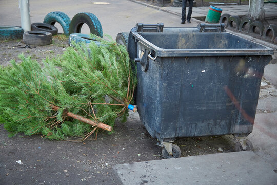 People get rid of New Year trees, throw them into the trash can