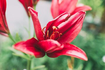 Beautiful lily flower on a background of green leaves. Lily flowers in the garden. Background texture with burgundy buds. Image of a flowering plant with crimson flowers of a varietal lily.