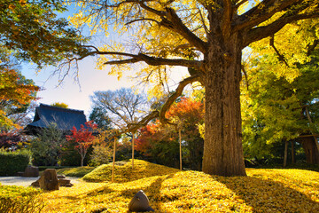 九品仏の銀杏　都天然記念物