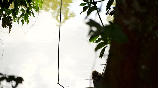Asian monkey on liana go down to the river. Another  macaque eat a fruit. A wild macaca life with natural background. Nature stock cinematic footage