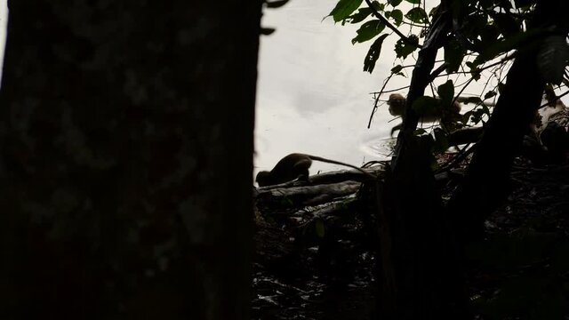 Adult macaque take break on the edge of river and an other one coming and pick a fruit for eating. A wild monkey life in Malaysia