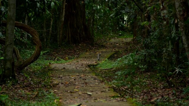 Wildlife and nature stock cinematic footage of a monkey walking alone in the jungle of Borneo