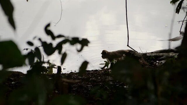 Adult macaque eating a fruit pick in the river. A wild monkey life with river background in Borneo.