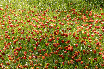 Rote Blüten in Wiese