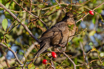 blackbird in berry tree in winter