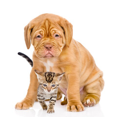 Bordeaux puppy dog and bengal kitten together.