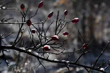 red berries on snow