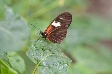 exotic butterfly on a leaf. delicate and colorful butterfly.