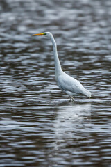 A great white egret at fishing