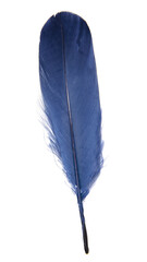 Elegance blue feather isolated on the white background