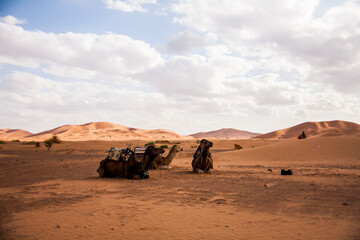 Fototapeta na wymiar Camels and dunes in the Sahara desert, Morocco