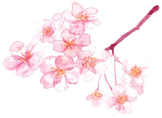 Fototapeta na wymiar 桜の水彩画