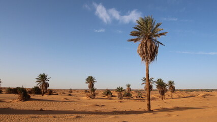 palm trees in the desert