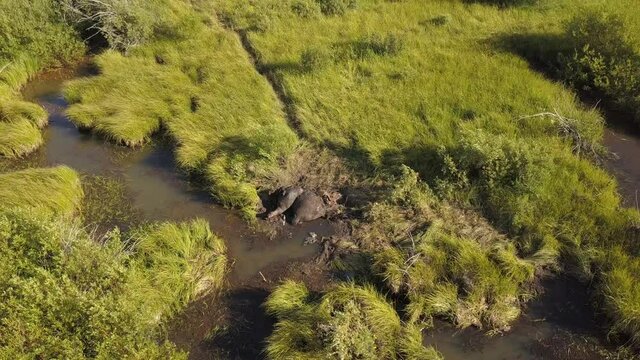 Dead moose in a marsh
