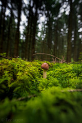 Copyright by Felix Wendlandt