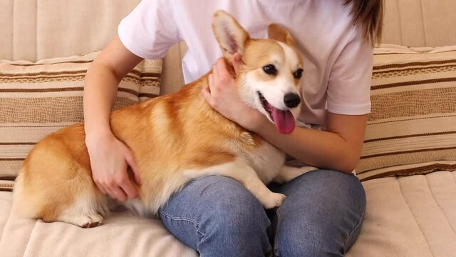 The girl is stroking her beloved Corgi pitot. Concept of friendship with animals, dog and man, pets