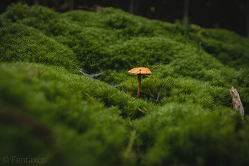 Copyright by Felix Wendlandt