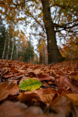 Copyright by Felix Wendlandt