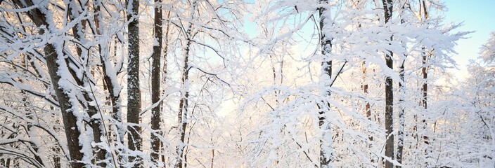 Snow-covered trees. Forest after a blizzard. Sunrise, pure sunlight. Winter wonderland. Lapland,...