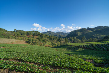 Fototapeta na wymiar Green fresh tea or strawberry farm, agricultural plant fields in Asia. Rural area. Farm pattern texture. Nature landscape background. Chiang Mai, Thailand.