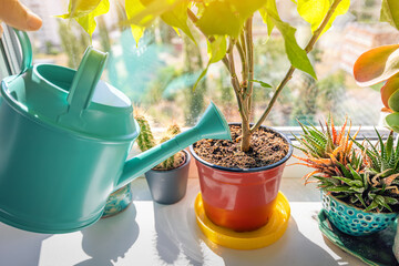 Housewife is watering flowers in a pot on the windowsill from a cute blue watering can. Housework and gardening
