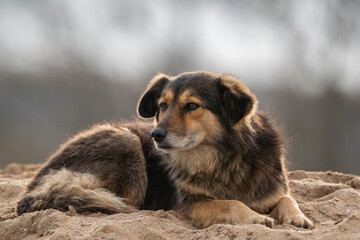 The dog, Shepherd Dog lies on the sand.