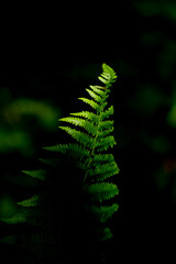Helecho verde con rayo de sol