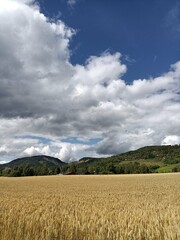 landscape of a yellow field of wheat with mountains in the background
