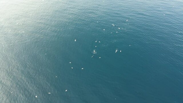 amazing drone shot of fisherman boat with seagulls, seagulls following boat for cathing fish on fishing net