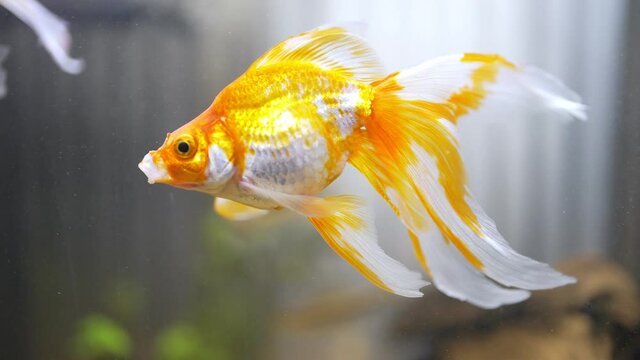 Goldfish in freshwater aquarium at home.