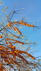 Sea-buckthorn branches with ripe berries against the blue sky