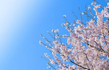 青空背景の満開の桜の花
