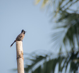 Bulbul bird on a bamboo