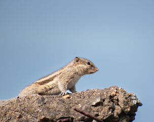 A beautiful small animal squirrel