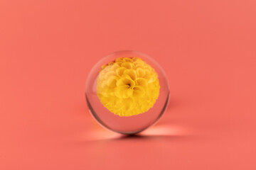 Yellow flowers reflecte in the glass ball on pink backrgound.