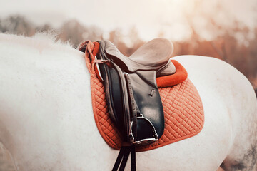 The dappled gray horse is dressed in a red saddlecloth, a leather black saddle and an elegant stirrup on a sunny beautiful evening. Horse ammunition. Equestrian sports. Horse riding. - Powered by Adobe